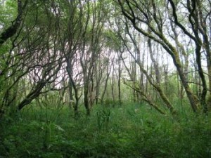 wet-woodland