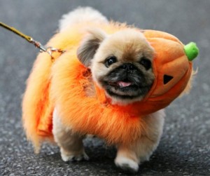 178482-halloween-2011-fever-adorable-halloween-costumes-for-hot-dogs-and-tail[1]