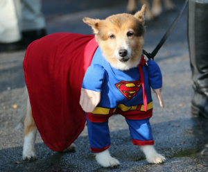 dog-superman-costume-halloween[1]