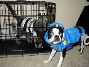 police_cat_and_dog[1]